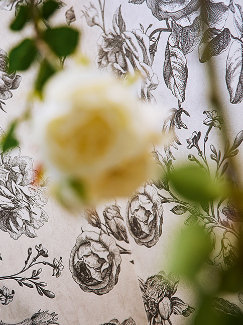 [Translate to Niederländisch:] Schwarz-Creme Tapete Rosen Blütenmuster – Weiß, Schwarz, Grau