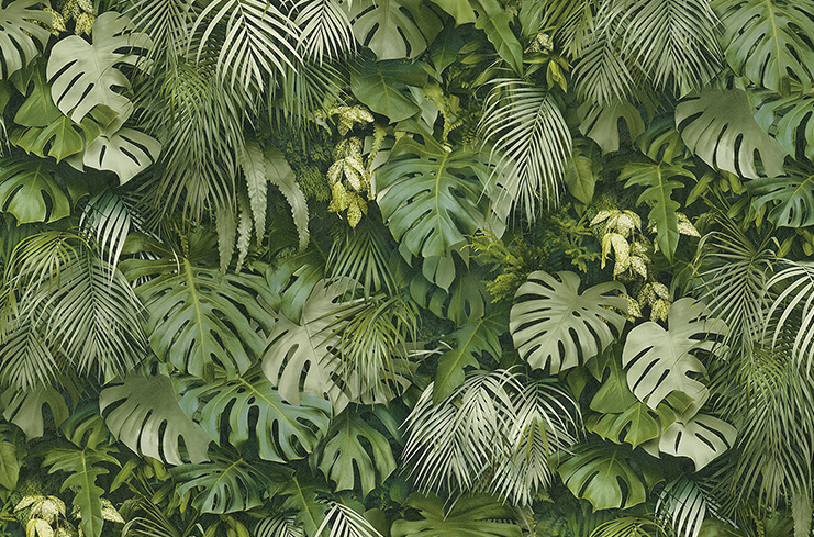Jungle Article image