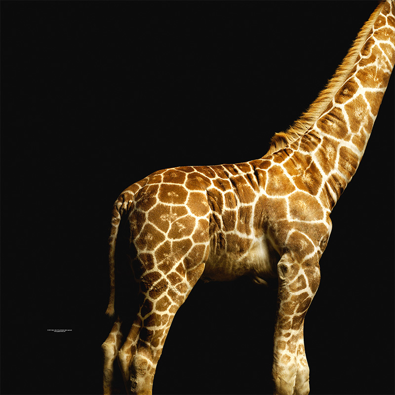 Muurschildering Giraffe zonder hoofd