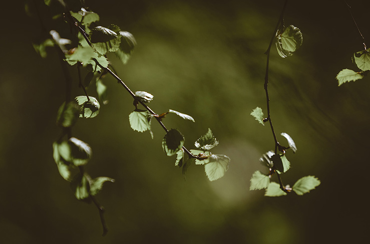 Groene bladeren tegen een onscherpe achtergrond